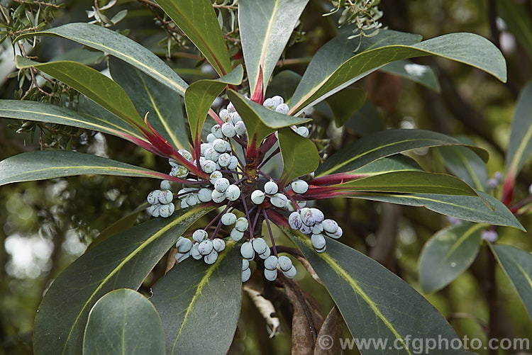 The foliage and fruits of Broad-leaved Pepperbush (<i>Tasmannia purpurascens</i>), an evergreen shrub to around 25m tall, found in a small area of the Central. Tablelands of New South Wales, Australia at about 1300m altitude. It has heads of 20-25mm wide, filamentous white flowers in late spring to early summer and these are followed by the blue-grey to purple-black fruits seen here. The leathery leaves are around 75mm long and have red-tinted petioles. tasmannia-3349htm'>Tasmannia. <a href='winteraceae-plant-family-photoshtml'>Winteraceae</a>.