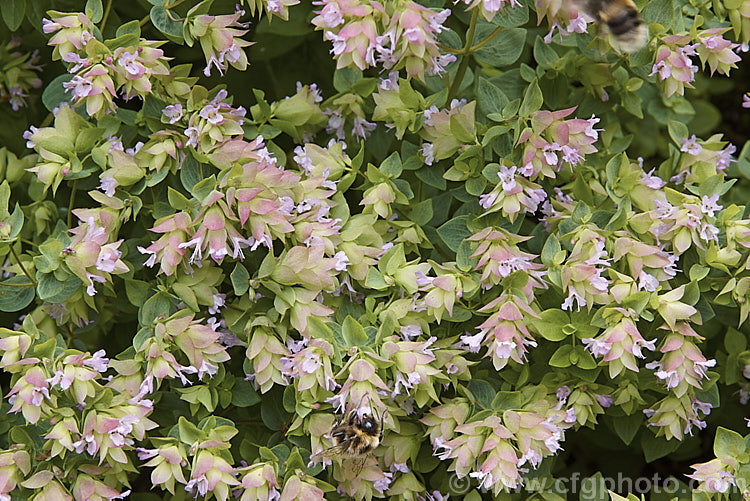 Origanum 'Dingle. Fairy', sometimes listed as a cultivar of Origanum rotundifolium, this low, spreading perennial appears to be a hybrid Its small bracts tart out yellow-green and cream and become more strongly pink-tinted as they age. It blooms in summer and the small pink flowers are very attractive to bees. origanum-2469htm'>Origanum.