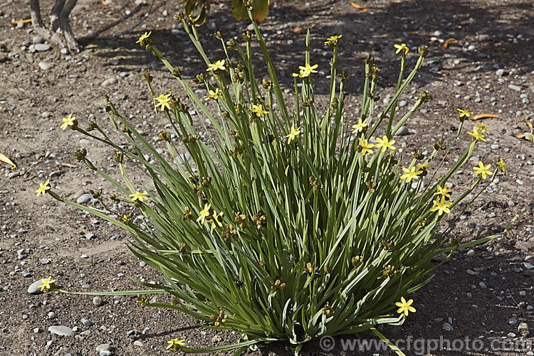 California Golden Blue-eyed. Grass, Yellow-eyed. Grass or Yellow-eyed. Pigroot (<i>Sisyrinchium californicum [syns. Sisyrinchium boreale, Hydastylus brachypus</i>), a grassy-leaved, summer-flowering perennial native to the western North America, from northern California to British Columbia. It thrives in moist soil in full sun and is evergreen in mild winters, herbaceous elsewhere. The flower stems are up to 40cm tall