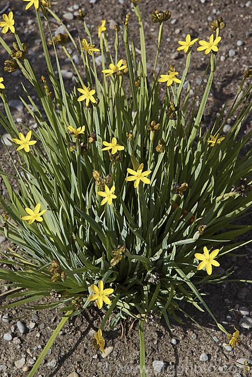 California Golden Blue-eyed. Grass, Yellow-eyed. Grass or Yellow-eyed. Pigroot (<i>Sisyrinchium californicum [syns. Sisyrinchium boreale, Hydastylus brachypus</i>), a grassy-leaved, summer-flowering perennial native to the western North America, from northern California to British Columbia. It thrives in moist soil in full sun and is evergreen in mild winters, herbaceous elsewhere. The flower stems are up to 40cm tall