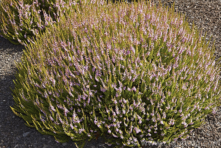 Calluna vulgaris 'Winter. Chocolate', an early-flowering heather with small pink flowers and multi-coloured foliage. In winter the leaves combine yellow-green, gold and warm brown, the spring growth is pinkish-cream and red, maturing by summer- to yellow-green, soft orange, light pink and green 'Winter. Chocolate' is 30-50cm tall and up to 75cm wide. calluna-2108htm'>Calluna. Order: Ericales, Family: Ericaceae