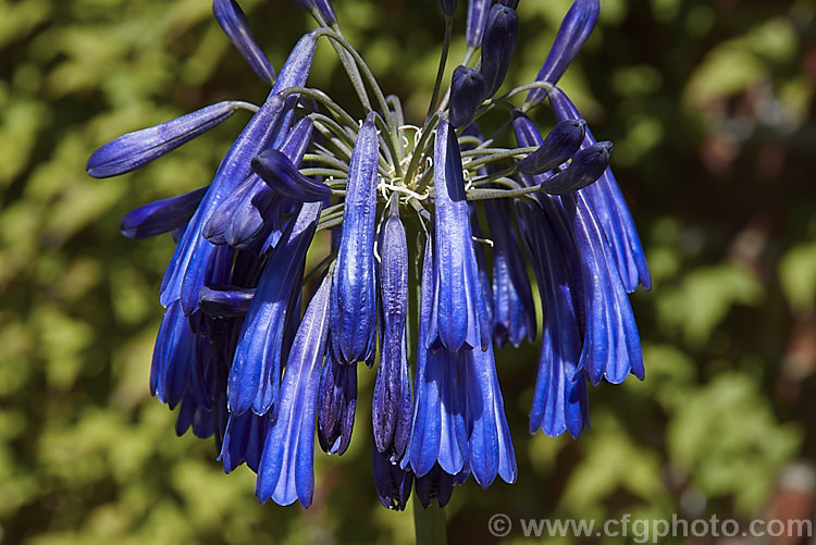 <i>Agapanthus inapertus</i> subsp. <i>pendulus</i> (syn. <i>Agapanthus pendulus</i>), a deciduous, summer-flowering perennial native to South Africa. Its strappy, slightly glaucous leaves are up 70cm long and quite densely crowded. The pendulous deep indigo flowers are borne in fairly small heads atop stems that are typically 1.2m tall, though they can reach 1.8m. Order: Asparagales, Family: Amaryllidaceae
