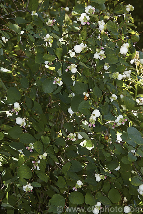 <a href='caprifoliaceae-plant-family-photoshtml'>Caprifoliaceae</a>