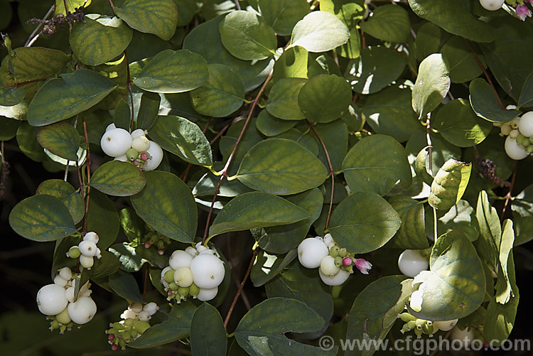 <a href='caprifoliaceae-plant-family-photoshtml'>Caprifoliaceae</a>