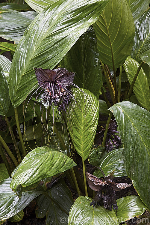 <a href='dioscoreaceae-plant-family-photoshtml'>Dioscoreaceae</a>