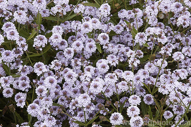 Verbena rigida 'Polaris', a very pale lavender blue-flowered cultivar of the Veined. Verbena a summer-flowering perennial native to southern Brazil and Argentina. It quickly becomes rangy and is often treated as a bedding annual. verbena-2396htm'>Verbena. .