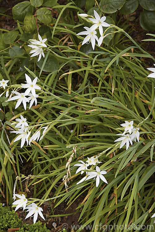 White-flowered Kaffir. Lily (<i>Schizostylis coccinea 'Alba'), a white to very pale pink-flowered cultivar of an autumn-flowering southern African perennial that usually occurs in damp places, such as along the banks of watercourses. It has naturalised in farm drainage ditches in parts of New Zealand schizostylis-3292htm'>Schizostylis.
