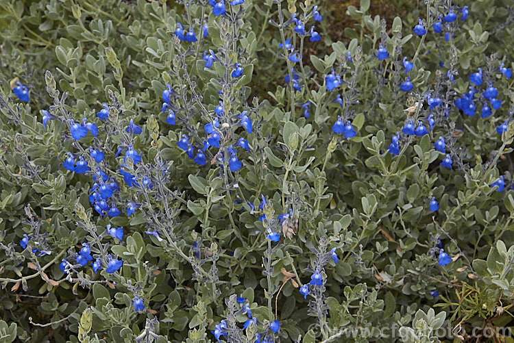 Salvia chamaedryoides, a summer-flowering subshrub or woody-based perennial native to Texas and nearby parts of Mexico. It has a low-growing, rather spreading habit, with downy grey-green leaves that sometimes have shallowly toothed edges. The flowers range from bright blue to deep violet blue. Order: Lamiales, Family: Lamiaceae