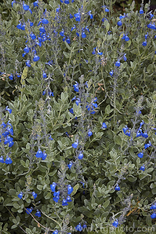 Salvia chamaedryoides, a summer-flowering subshrub or woody-based perennial native to Texas and nearby parts of Mexico. It has a low-growing, rather spreading habit, with downy grey-green leaves that sometimes have shallowly toothed edges. The flowers range from bright blue to deep violet blue. Order: Lamiales, Family: Lamiaceae