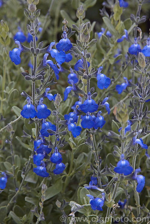 Salvia chamaedryoides, a summer-flowering subshrub or woody-based perennial native to Texas and nearby parts of Mexico. It has a low-growing, rather spreading habit, with downy grey-green leaves that sometimes have shallowly toothed edges. The flowers range from bright blue to deep violet blue. Order: Lamiales, Family: Lamiaceae