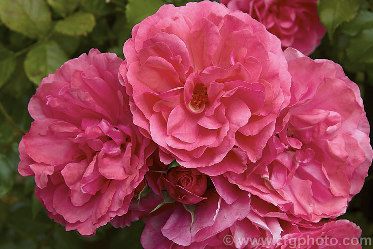 Rosa 'Uetersen' (syn 'Zenith'), a slightly scented, repeat-flowering. Shrub rose raised by Tantau of Germany in 1939. It is often trained as a climber. Order: Rosales, Family: Rosaceae