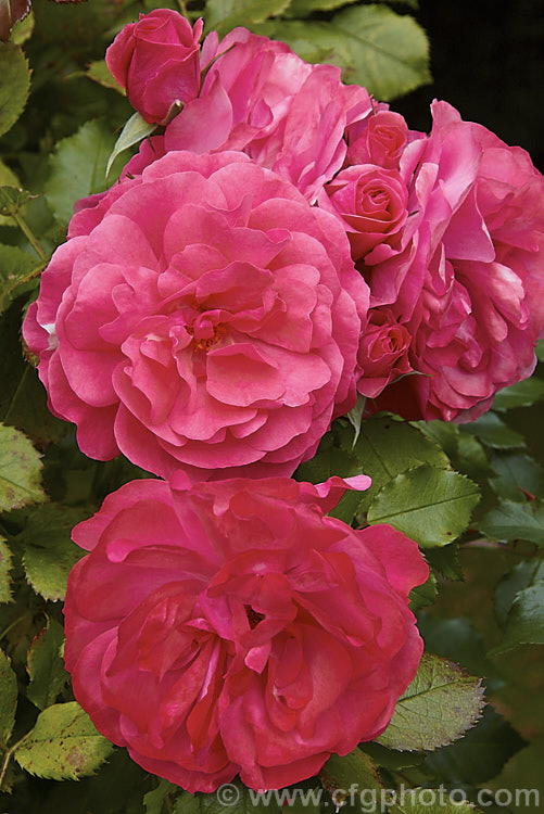 Rosa 'Uetersen' (syn 'Zenith'), a slightly scented, repeat-flowering. Shrub rose raised by Tantau of Germany in 1939. It is often trained as a climber. Order: Rosales, Family: Rosaceae