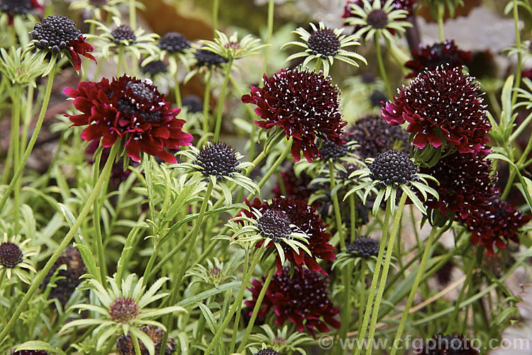 Scabiosa atropurpurea 'Ace of Spades', a 30-40cm high, fully double-flowered cultivar of an annual native to southern Africa. The flowers are mildly scented and deep blackish red all over. scabiosa-2488htm'>Scabiosa. <a href='caprifoliaceae-plant-family-photoshtml'>Caprifoliaceae</a>.