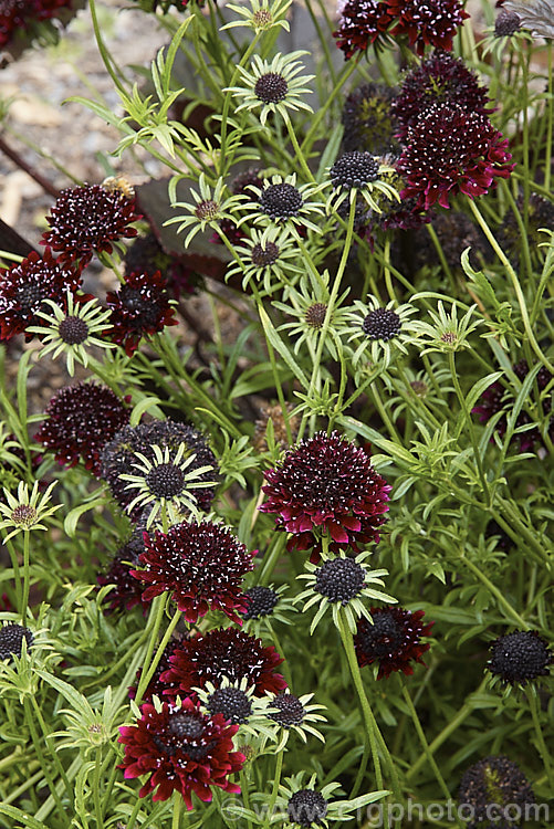 Scabiosa atropurpurea 'Ace of Spades', a 30-40cm high, fully double-flowered cultivar of an annual native to southern Africa. The flowers are mildly scented and deep blackish red all over. scabiosa-2488htm'>Scabiosa. <a href='caprifoliaceae-plant-family-photoshtml'>Caprifoliaceae</a>.