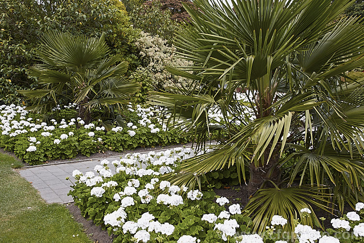 Two young. Chinese Windmill, Chusan or Hemp. Palms (<i>Trachycarpus fortunei</i>) underplanted with white-flowered zonal pelargoniums. This tough 10-20m tall fibrous-trunked fan palm is found from central and eastern China to Burma. trachycarpus-2555htm'>Trachycarpus.