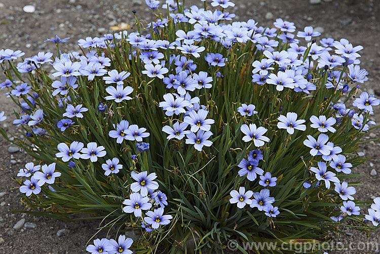 Sisyrinchium 'Devon. Skies', a British-raised Blue-eyed. Grass hybrid that is similar to Sisyrinchium bellum but flowers later and for longer. It makes quite a dense foliage clump and is around 25cm high when in flower