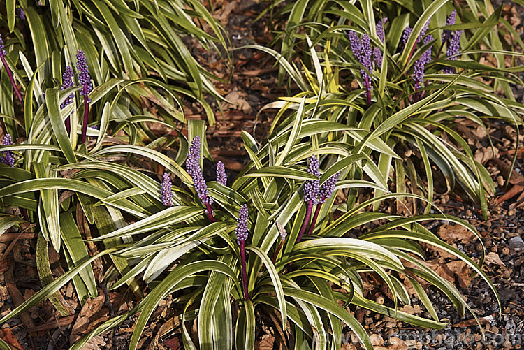 Gold Banded. Lily Turf (<i>Liriope muscari 'Gold Band'), a boldly variegated cultivar of Lily Turf, a summer- to autumn-flowering evergreen perennial native to China, Taiwan and Japan. The species thrives in conditions from near full sun to full shade but the variegated cultivars need fairly bright conditions to keep the foliage from reverting to green. Order: Asparagales, Family: Asparagaceae