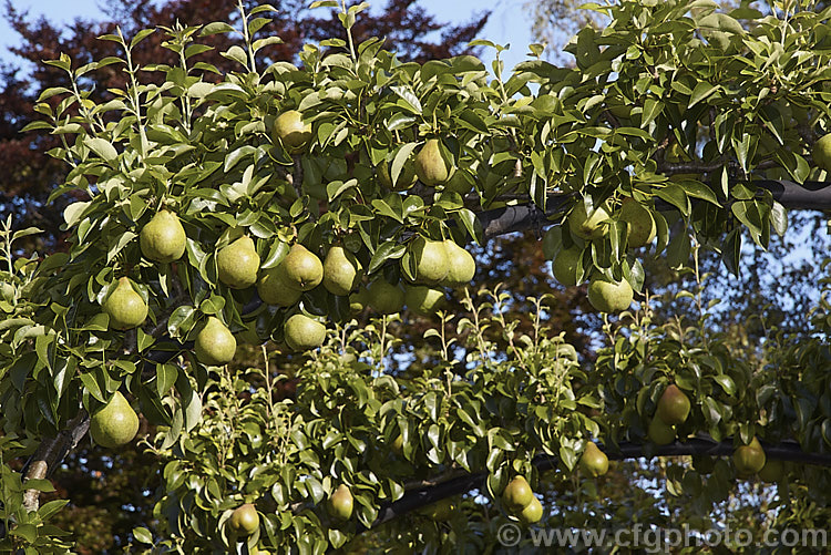 Pear ripening in late summer. These trees are trained over steel hopes around 3m high. The foreground cultivar is 'Williams' Bon Chretian' (also known as Williams Pear or Bartlett Pear</i>) and behind it is 'Beurre Bosc'. Order: Rosales, Family: Rosaceae