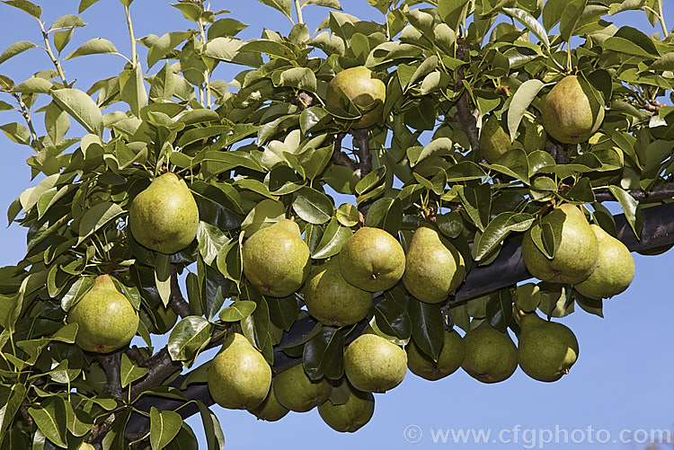 Pyrus communis 'Williams' Bon Chretian', also known as also known as Williams. Pear or Bartlett Pear, this very popular cultivar was developed in England around 1765-70. It is the typical pear shape and only lightly russet. It is probably the most popular cultivar for preserving, especially canning. Order: Rosales, Family: Rosaceae