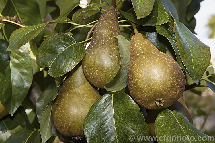 Pyrus communis 'Beurre Bosc', also known as Bosc or Royal Beurre Bosc, this is a russet-skinned pear with a rather narrow neck. This pear has a rather grainy flesh but keeps well and has an excellent flavour. Order: Rosales, Family: Rosaceae