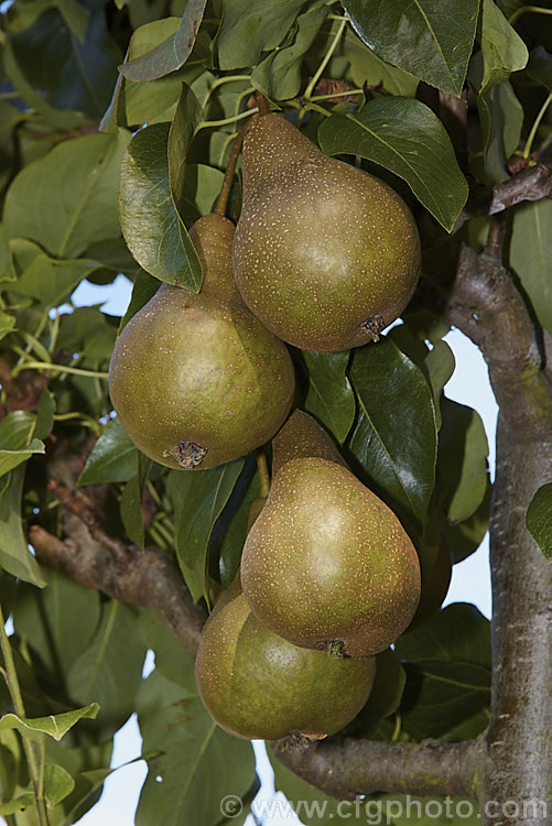 Pyrus communis 'Beurre Bosc', also known as Bosc or Royal Beurre Bosc, this is a russet-skinned pear with a rather narrow neck. This pear has a rather grainy flesh but keeps well and has an excellent flavour. Order: Rosales, Family: Rosaceae