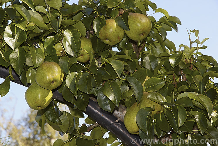 Pyrus communis 'Doyenne du Comice', a large, yellow-green skinned, rounded pear that originated in France in 1849. The skin is slightly russet, mainly around the neck, and the flesh is sweet and aromatic. The fruit keeps well and is considered among the best winter pears. Order: Rosales, Family: Rosaceae