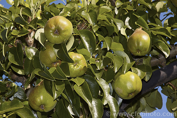 Pyrus communis 'Doyenne du Comice', a large, yellow-green skinned, rounded pear that originated in France in 1849. The skin is slightly russet, mainly around the neck, and the flesh is sweet and aromatic. The fruit keeps well and is considered among the best winter pears. Order: Rosales, Family: Rosaceae