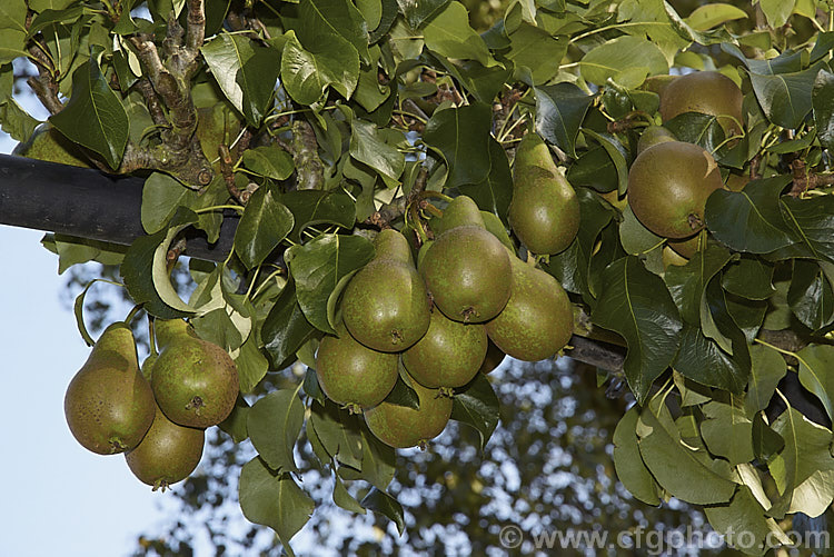 Pyrus communis 'Conference', a bell-shaped, fairly narrow-necked pear that originated in 1885 in Britain, where it is the most popular pear. It is largely self-fertile, keeps well and has an excellent flavour. Order: Rosales, Family: Rosaceae