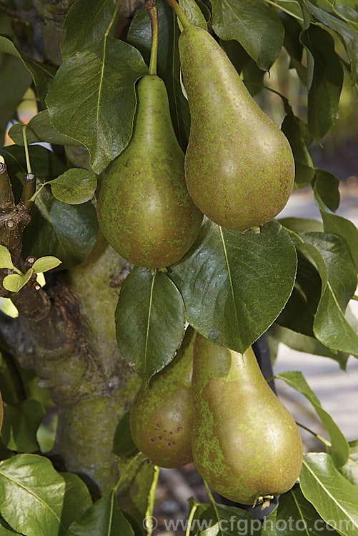 Pyrus communis 'Conference', a bell-shaped, fairly narrow-necked pear that originated in 1885 in Britain, where it is the most popular pear. It is largely self-fertile, keeps well and has an excellent flavour. Order: Rosales, Family: Rosaceae