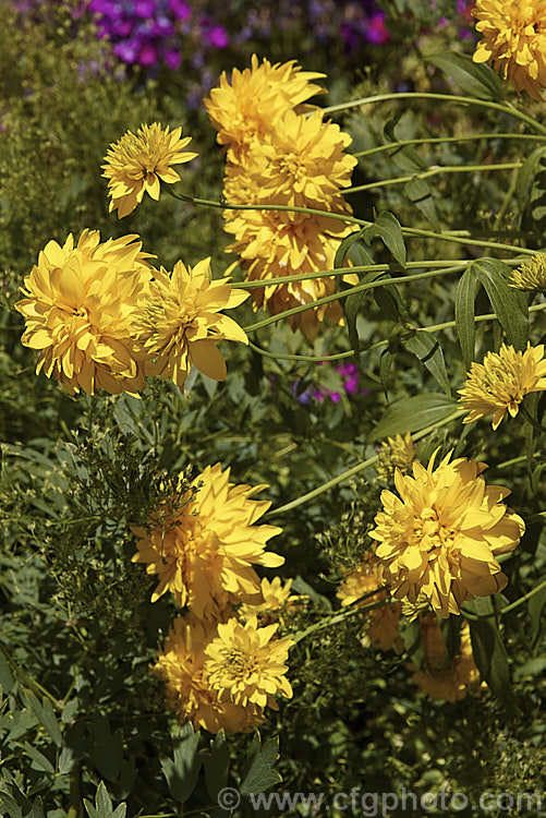 Rudbeckia laciniata 'Golden Glow' (syns 'DoubleGold', 'Gold Ball'), a 15-18m high, double-flowered form of a late-flowering. North American perennial. rudbeckia-2220htm'>Rudbeckia.