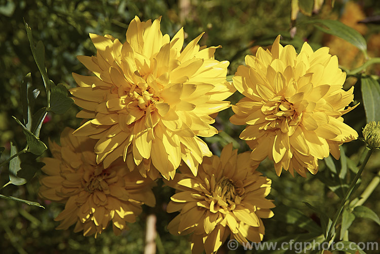Rudbeckia laciniata 'Golden Glow' (syns 'DoubleGold', 'Gold Ball'), a 15-18m high, double-flowered form of a late-flowering. North American perennial. rudbeckia-2220htm'>Rudbeckia.