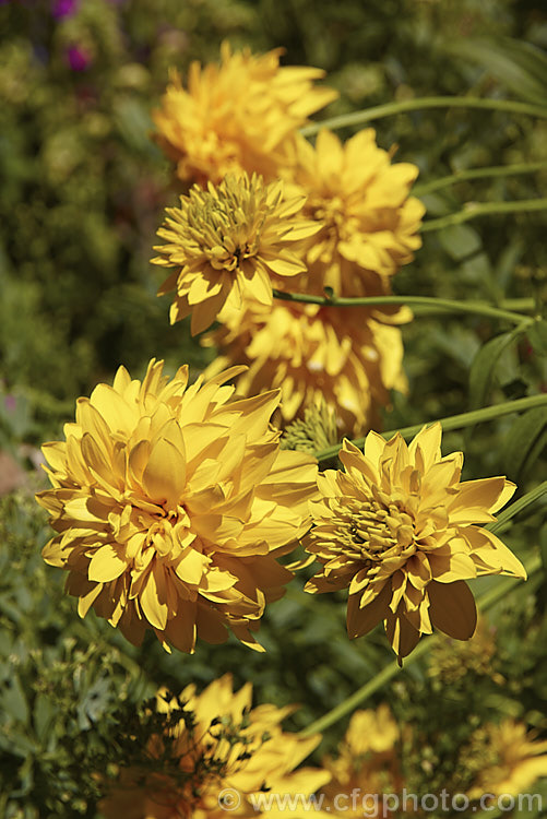 Rudbeckia laciniata 'Golden Glow' (syns 'DoubleGold', 'Gold Ball'), a 15-18m high, double-flowered form of a late-flowering. North American perennial. rudbeckia-2220htm'>Rudbeckia.