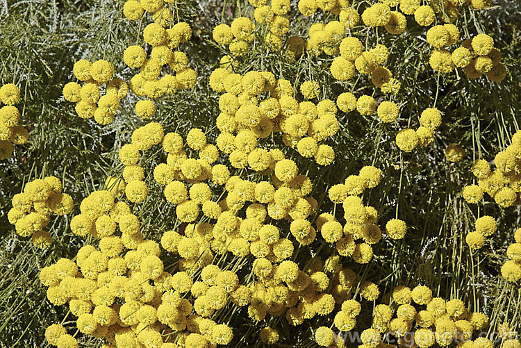 Santolina rosmarinifolia, an evergreen, 30-60cm tall shrub native to the Iberian. Peninsula and southern France. Its small globular flower heads appear from midsummer. It is similar to the more widely grown. Lavender. Cotton (<i>Santolina chamaecyparissus</i>) but the foliage is darker and less downy when young, the flowerheads and the plant are generally a little larger overall, and flowering starts and finishes later. santolina-2485htm'>Santolina.