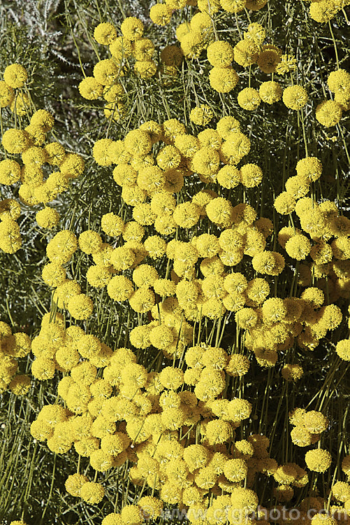 Santolina rosmarinifolia, an evergreen, 30-60cm tall shrub native to the Iberian. Peninsula and southern France. Its small globular flower heads appear from midsummer. It is similar to the more widely grown. Lavender. Cotton (<i>Santolina chamaecyparissus</i>) but the foliage is darker and less downy when young, the flowerheads and the plant are generally a little larger overall, and flowering starts and finishes later. santolina-2485htm'>Santolina.
