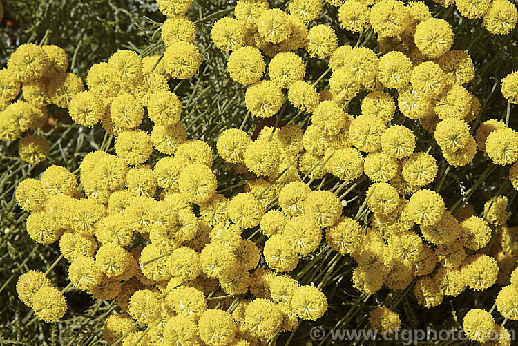 Santolina rosmarinifolia, an evergreen, 30-60cm tall shrub native to the Iberian. Peninsula and southern France. Its small globular flower heads appear from midsummer. It is similar to the more widely grown. Lavender. Cotton (<i>Santolina chamaecyparissus</i>) but the foliage is darker and less downy when young, the flowerheads and the plant are generally a little larger overall, and flowering starts and finishes later. santolina-2485htm'>Santolina.