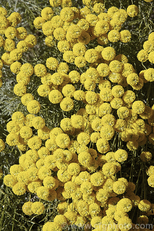 Santolina rosmarinifolia, an evergreen, 30-60cm tall shrub native to the Iberian. Peninsula and southern France. Its small globular flower heads appear from midsummer. It is similar to the more widely grown. Lavender. Cotton (<i>Santolina chamaecyparissus</i>) but the foliage is darker and less downy when young, the flowerheads and the plant are generally a little larger overall, and flowering starts and finishes later. santolina-2485htm'>Santolina.