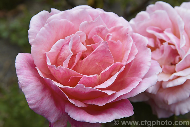 Rosa 'Percy. Thrower' ('La Jolla' x 'Karl. Herbst'), a mildly fragrant. Large-flowered (<i>Hybrid Tea</i>) bush raised in 1964 by Lens of Belgium. It was named after. British Gardening broadcaster and personality. Percy. Thrower (1913-88). This a late season flower, which tend to be paler than those seen in late spring. Order: Rosales, Family: Rosaceae