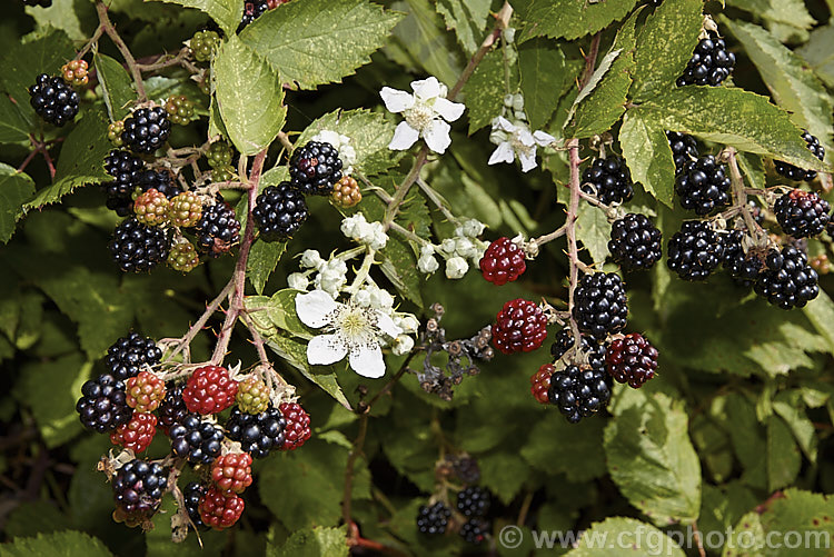 Blackberry (<i>Rubus fruticosus aggregate</i>), a strong-growing, deciduous bramble with very thorny stems and deliciously tart fruit. It is widely naturalised in the temperate zones and often considered a weed. The specific status of the blackberry is undecided and it may be a natural hybrid of several Eurasian species.