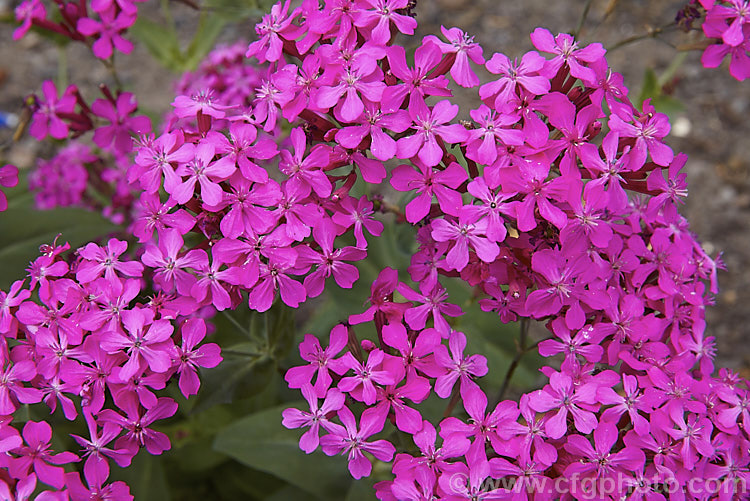 Sweet William. Catchfly (<i>Silene armeria</i>), a summer-flowering annual or biennial native to central and southern Europe. Its erect stems are clothed in simple, slightly glaucous foliage and are topped with corymbs of vivid pink flowers. It self-sows freely and can be slightly invasive. silene-2496htm'>Silene. Order: Caryophyllales, Family: Caryophyllaceae