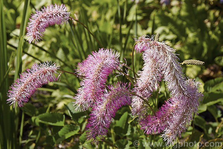 Sanguisorba obtusa, a summer- to autumn-flowering perennial native to Japan. Its flower stems are up to 50cm high and the flower spikes are up to 8cm long. sanguisorba-3276htm'>Sanguisorba.