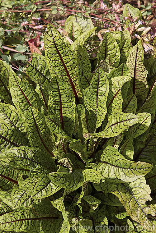 Bloody Dock or Red-veined Dock (<i>Rumex sanguineus</i>), a strongly bright red-veined summer-flowering perennial found from Europe to southwest Asia and North Africa. It may also have green or purple-veined foliage. The flowers are minute but are borne on a stem up to 1m tall It is edible but is mainly cultivated as an ornamental. The red veined forms are sometimes listed as variety sanguineus or subspecies sanguineus. Order: Caryophyllales, Family: Polygonaceae