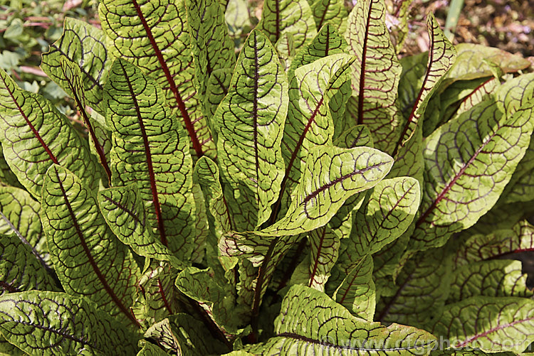 Bloody Dock or Red-veined Dock (<i>Rumex sanguineus</i>), a strongly bright red-veined summer-flowering perennial found from Europe to southwest Asia and North Africa. It may also have green or purple-veined foliage. The flowers are minute but are borne on a stem up to 1m tall It is edible but is mainly cultivated as an ornamental. The red veined forms are sometimes listed as variety sanguineus or subspecies sanguineus. Order: Caryophyllales, Family: Polygonaceae