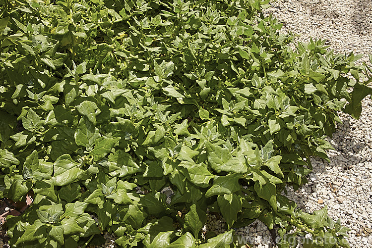 New Zealand Spinach or Warrigal. Greens (<i>Tetragonia tetragonioides [syn. Tetragonia expansa]), a fleshy-leafed short-lived perennial that is cultivated as a summer annual vegetable grown for its edible foliage. Small yellow flowers form in the leaf axils. The plant is native to Australia, New Zealand,Chile and Argentina, and also appears to occur naturally in Japan, where it may have been introduced. tetragonia-3356htm'>Tetragonia. <a href='aizoaceae-plant-family-photoshtml'>Aizoaceae</a>.