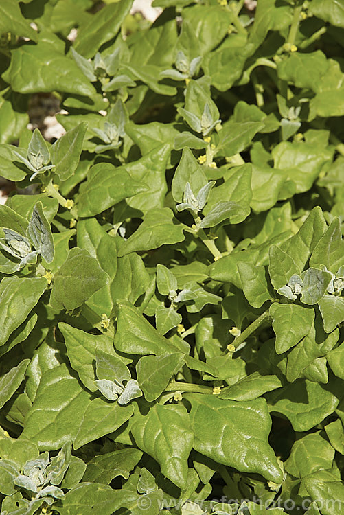 New Zealand Spinach or Warrigal. Greens (<i>Tetragonia tetragonioides [syn. Tetragonia expansa]), a fleshy-leafed short-lived perennial that is cultivated as a summer annual vegetable grown for its edible foliage. Small yellow flowers form in the leaf axils. The plant is native to Australia, New Zealand,Chile and Argentina, and also appears to occur naturally in Japan, where it may have been introduced. tetragonia-3356htm'>Tetragonia. <a href='aizoaceae-plant-family-photoshtml'>Aizoaceae</a>.
