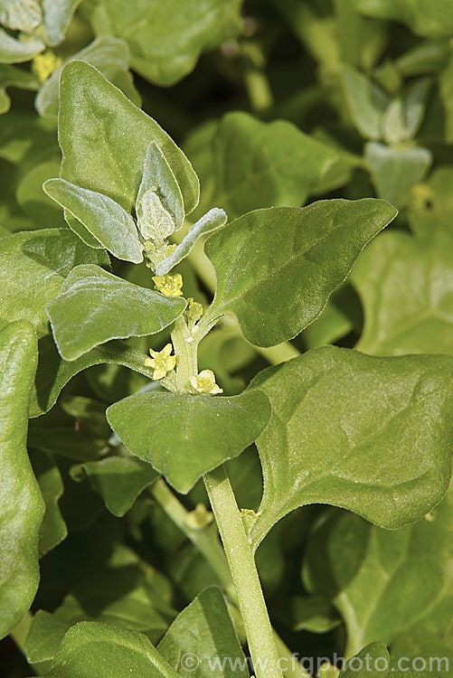 New Zealand Spinach or Warrigal. Greens (<i>Tetragonia tetragonioides [syn. Tetragonia expansa]), a fleshy-leafed short-lived perennial that is cultivated as a summer annual vegetable grown for its edible foliage. Small yellow flowers form in the leaf axils. The plant is native to Australia, New Zealand,Chile and Argentina, and also appears to occur naturally in Japan, where it may have been introduced. tetragonia-3356htm'>Tetragonia. <a href='aizoaceae-plant-family-photoshtml'>Aizoaceae</a>.