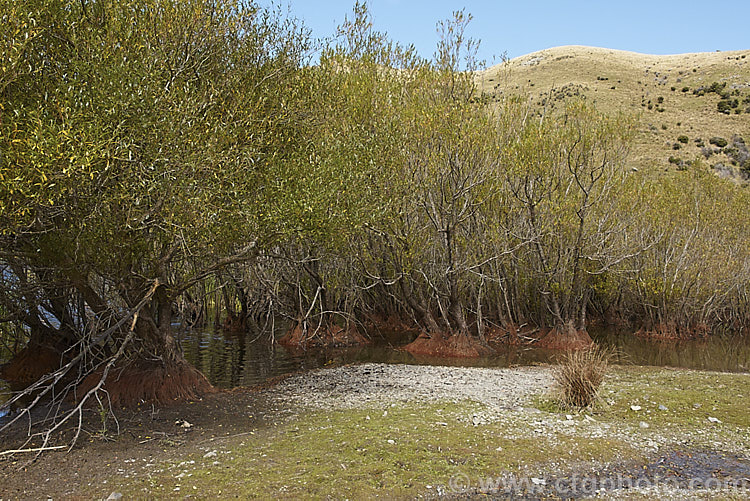 White Willows (<i>Salix alba</i>) shown with its roots partly exposed by a falling water level at the lake margin around which they were growing. This 25m tall deciduous tree is native to Europe, Central Asia and North Africa. It has naturalised in many parts of the world and can be rather invasive, though its bright young twigs, which range from red brown to gold, add colour in winter. Order: Malpighiales, Family: Salicaceae