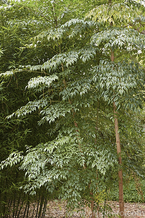 The foliage of Radermachera sinica, a sub-tropical to tropical Southeast Asian shrub or small tree widely cultivated as a house plant for its attractive, lustrous, deep green foliage. Showy yellow flowers can appear in spring and summer but are seldom seen on plants cultivated indoors