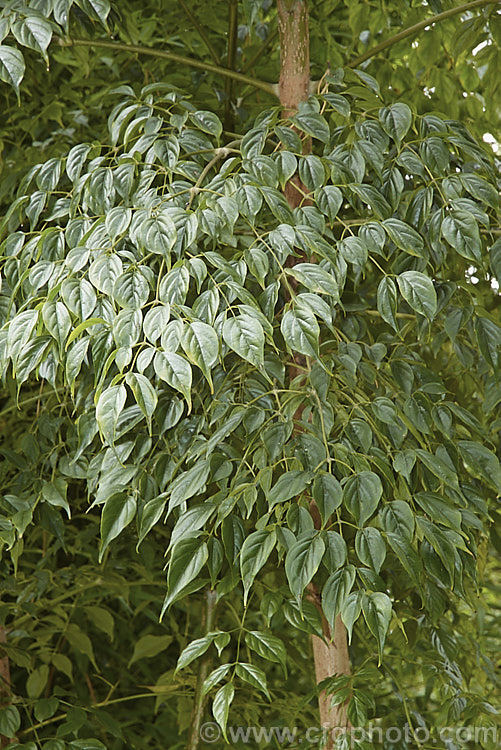 The foliage of Radermachera sinica, a sub-tropical to tropical Southeast Asian shrub or small tree widely cultivated as a house plant for its attractive, lustrous, deep green foliage. Showy yellow flowers can appear in spring and summer but are seldom seen on plants cultivated indoors
