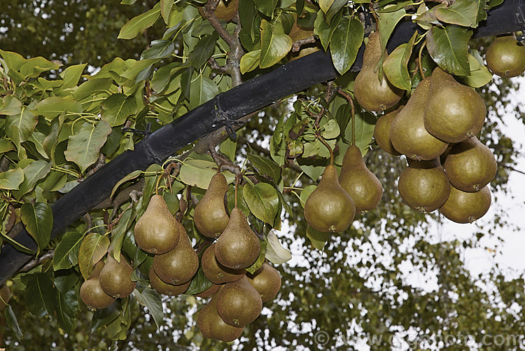 Pyrus communis 'Beurre Bosc', also known as Bosc or Royal Beurre Bosc, this is a russet-skinned pear with a rather narrow neck. This pear has a rather grainy flesh but keeps well and has an excellent flavour. Order: Rosales, Family: Rosaceae