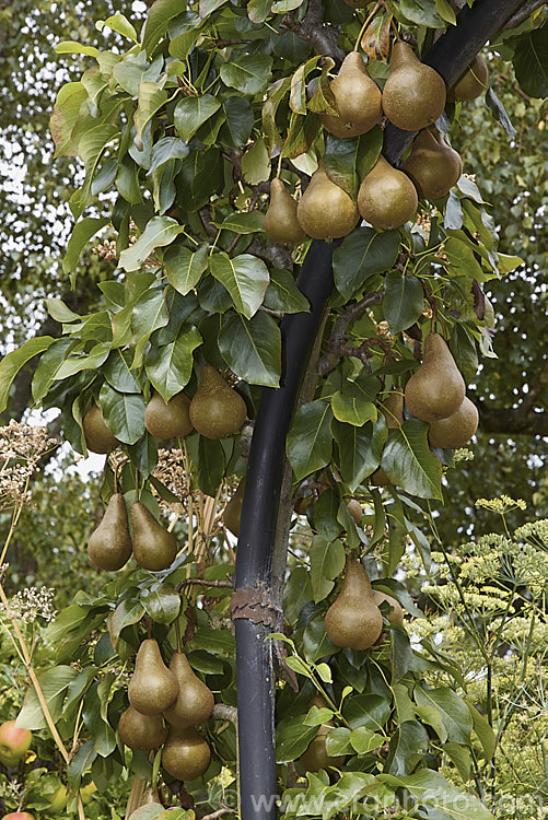 Pyrus communis 'Beurre Bosc', also known as Bosc or Royal Beurre Bosc, this is a russet-skinned pear with a rather narrow neck. This pear has a rather grainy flesh but keeps well and has an excellent flavour. Order: Rosales, Family: Rosaceae